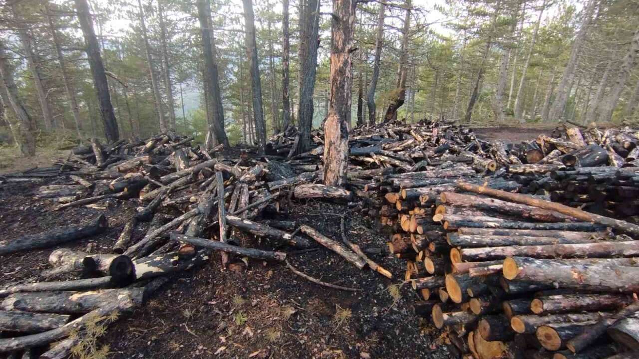 Kesim Sahasında Yangın: 80 Ster Çam Ağacı Zarar Gördü