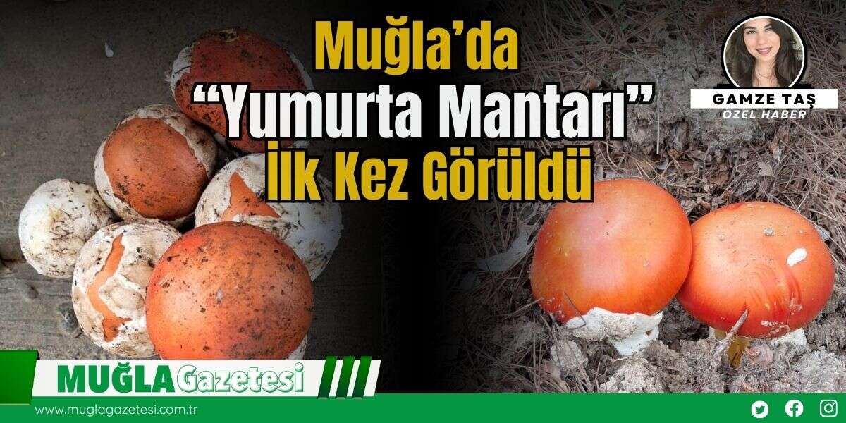 Muğla’da “Yumurta Mantarı” İlk Kez Görüldü
