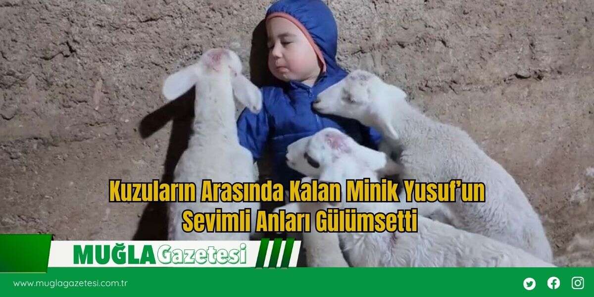 Kuzuların Arasında Kalan Minik Yusuf’un Sevimli Anları Gülümsetti
