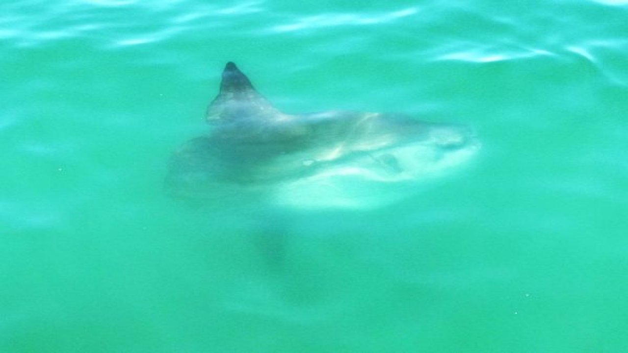 'ay balığı' görenleri şaşırttı