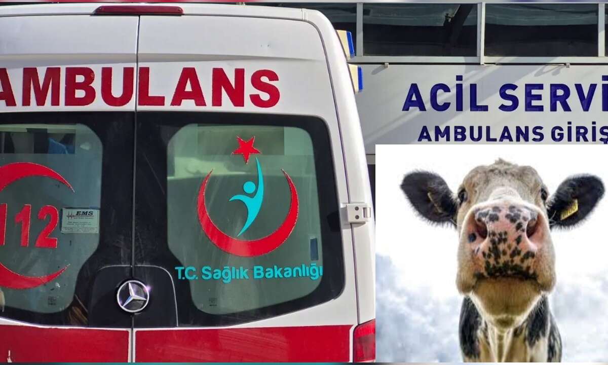 Muğla'da İnek Süt Vermemek İçin Sahibini Boynuzladı: 75 Yaşındaki Adam Hastaneye Kaldırıldı