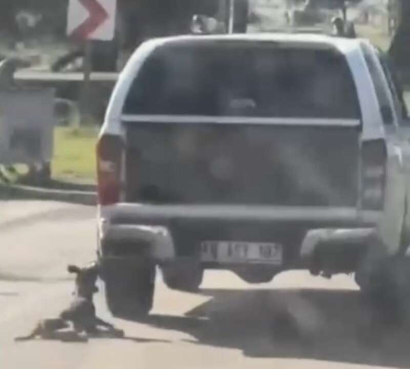 Muğla’da Araçla Sürüklenen Köpek Telef Oldu: 2 Şüpheli Gözaltında