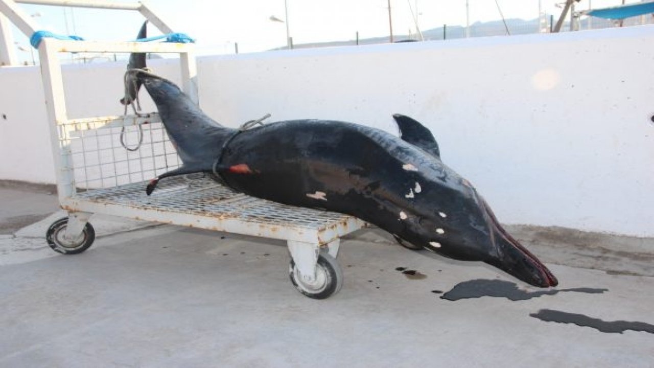 Denize giren turistler şok oldu