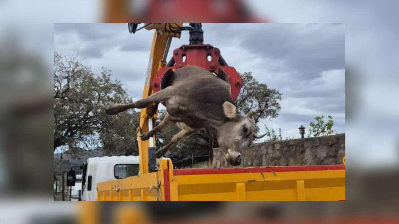 Muğla'da Büyük Acı: Gebe İnek Kaçak Akıma Kapılarak Öldü, Küçük Çocuk Ölümden Kılpayı Kurtuldu