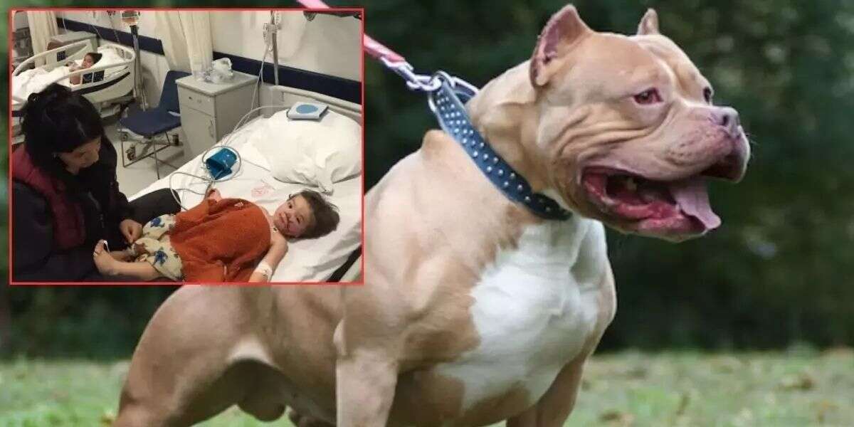 Mahallede Pitbull Paniği: 1,5 ve 5 Yaşındaki Kardeşler Hastanelik Oldu