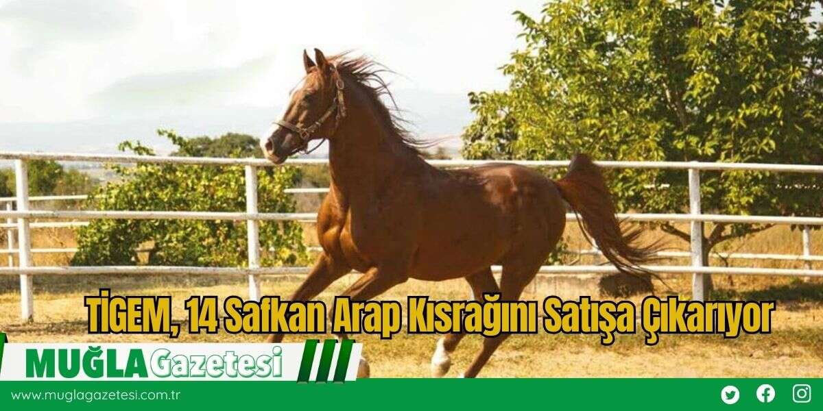 TİGEM, 14 Safkan Arap Kısrağını Satışa Çıkarıyor