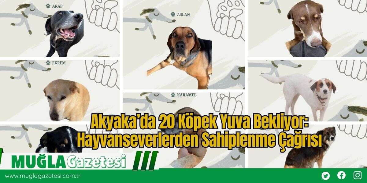 Akyaka’da 20 Köpek Yuva Bekliyor: Hayvanseverlerden Sahiplenme Çağrısı