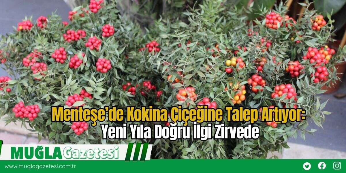 Menteşe’de Kokina Çiçeğine Talep Artıyor: Yeni Yıla Doğru İlgi Zirvede