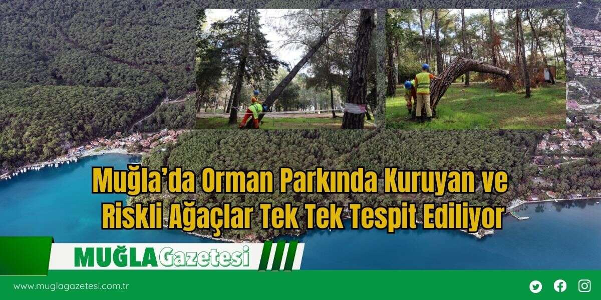 Muğla’da Orman Parkında Kuruyan ve Riskli Ağaçlar Tek Tek Tespit Ediliyor