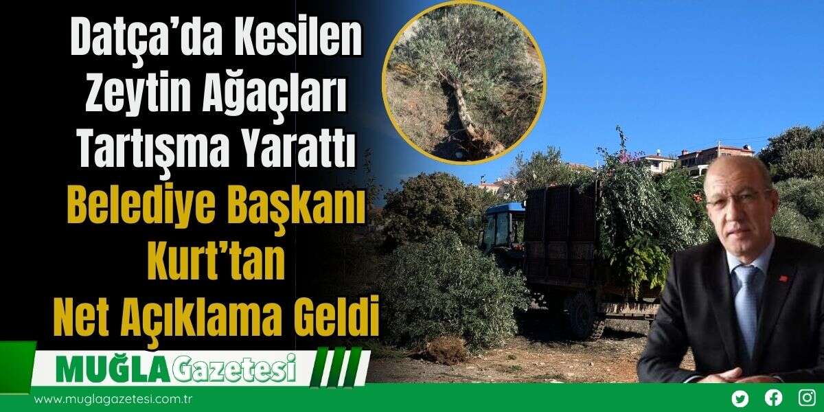 Datça’da Kesilen Zeytin Ağaçları Tartışma Yarattı: Belediye Başkanı Kurt’tan Net Açıklama Geldi