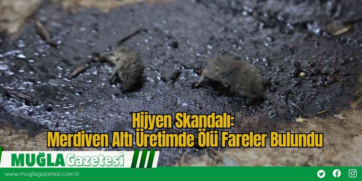 Hijyen Skandalı: Merdiven Altı Üretimde Ölü Fareler Bulundu