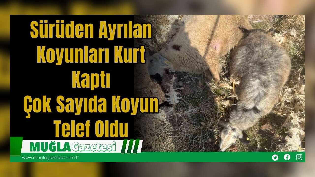 Sürüden Ayrılan Koyunları Kurt Kaptı: Çok Sayıda Koyun Telef Oldu
