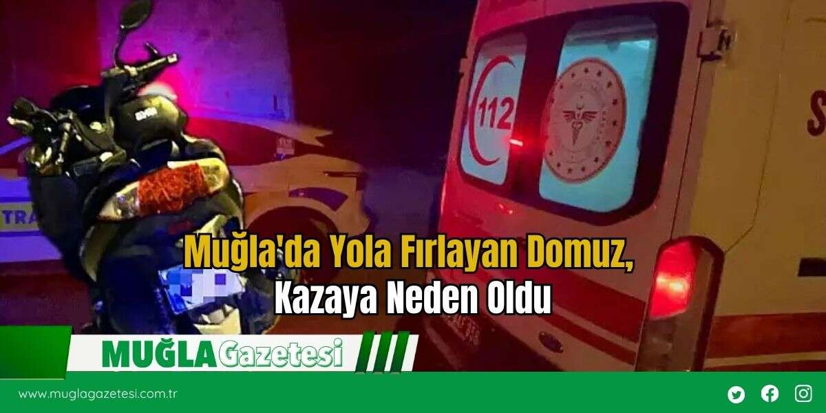 Muğla'da Yola Fırlayan Domuz, Kazaya Neden Oldu