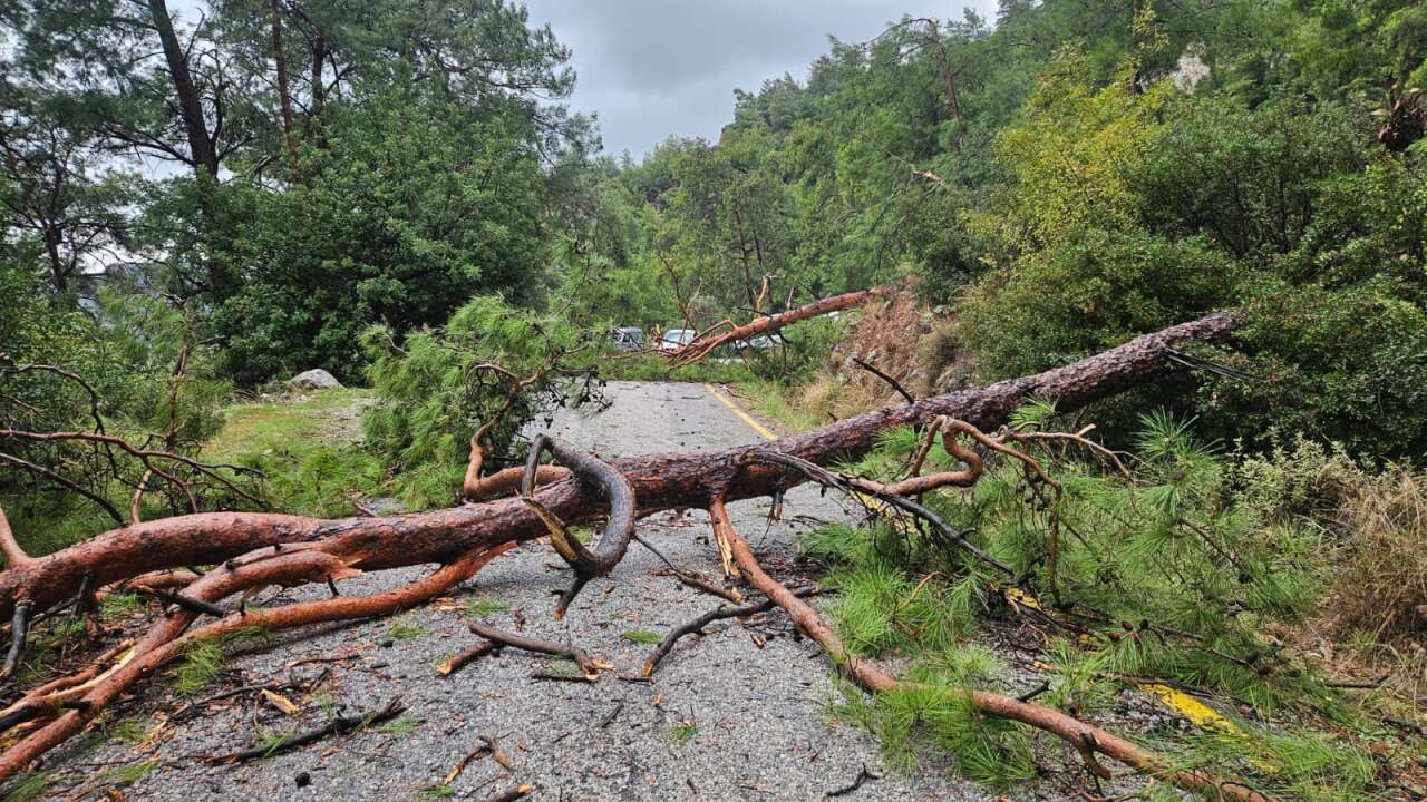 Muğla’da Şiddetli Fırtına Ağaçları Devirdi: Akbük Yolu Ulaşıma Kapandı