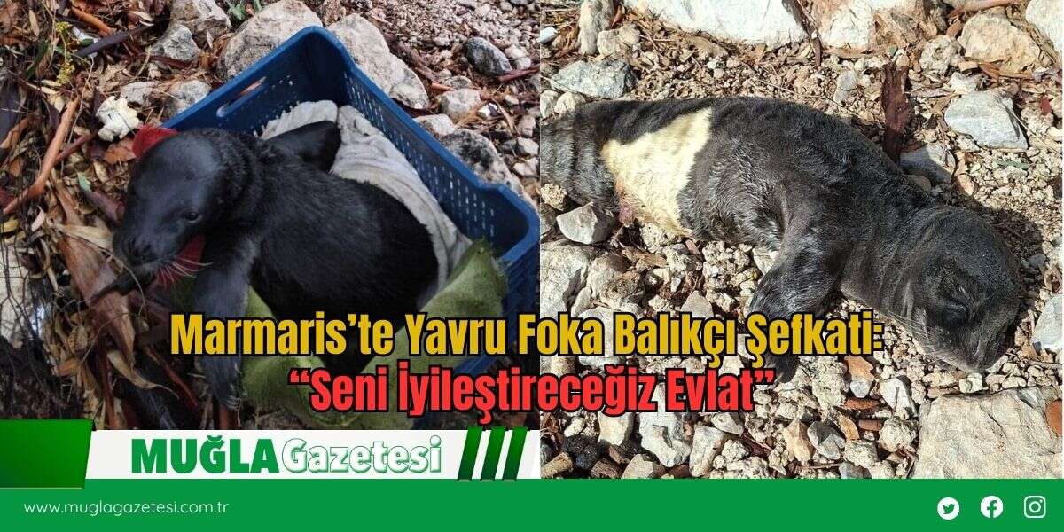 Marmaris’te Yavru Foka Balıkçı Şefkati: “Seni İyileştireceğiz Evlat”