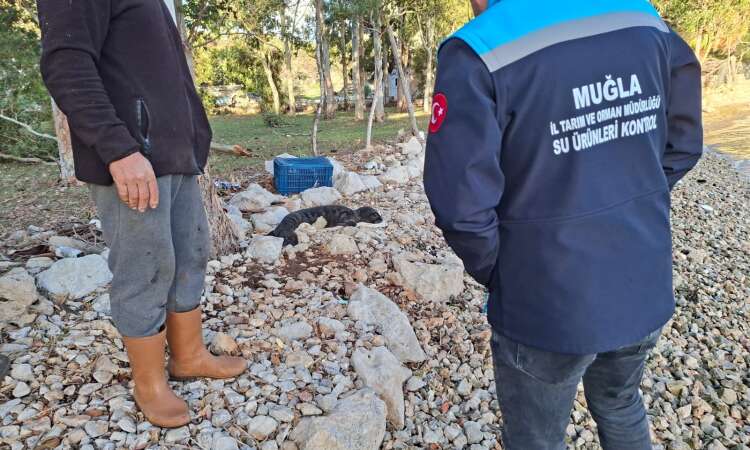 Marmaris’te Kıyıya Vuran Yavru Akdeniz Foku Ekiplerce Teslim Alındı