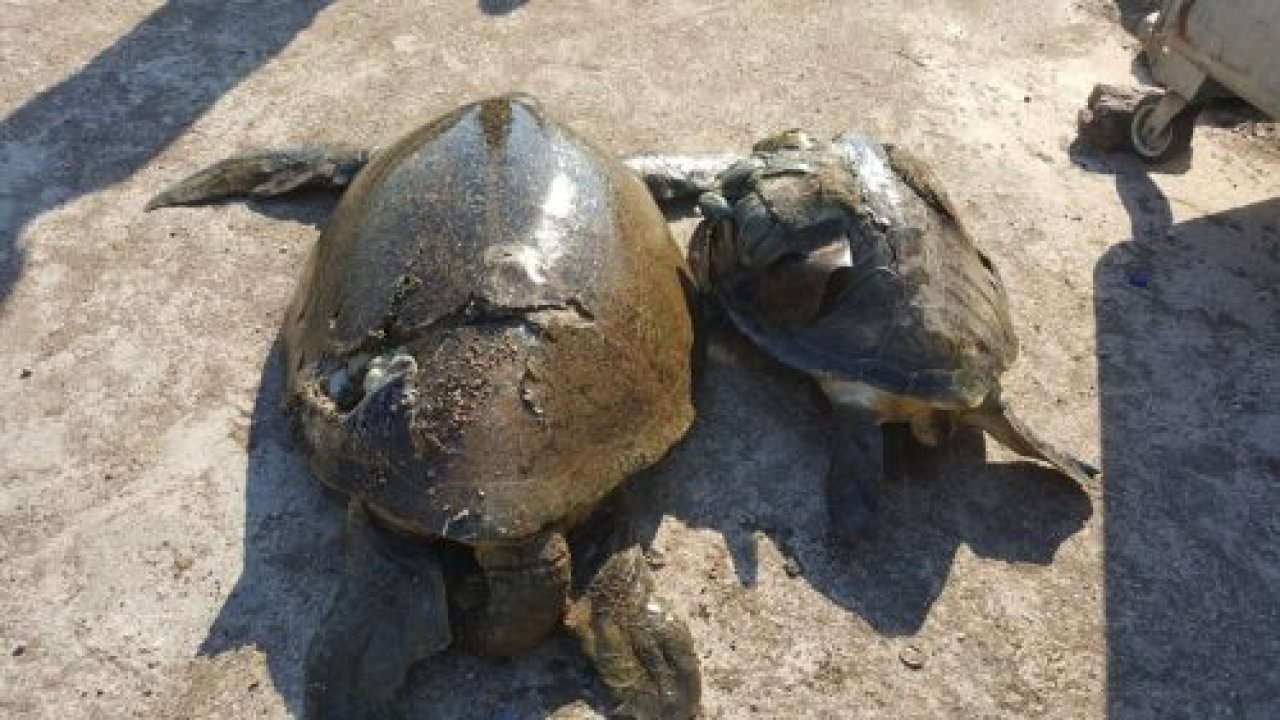 Pervane Kurbanı Caretta Carettalar Kıyıya Vurdu