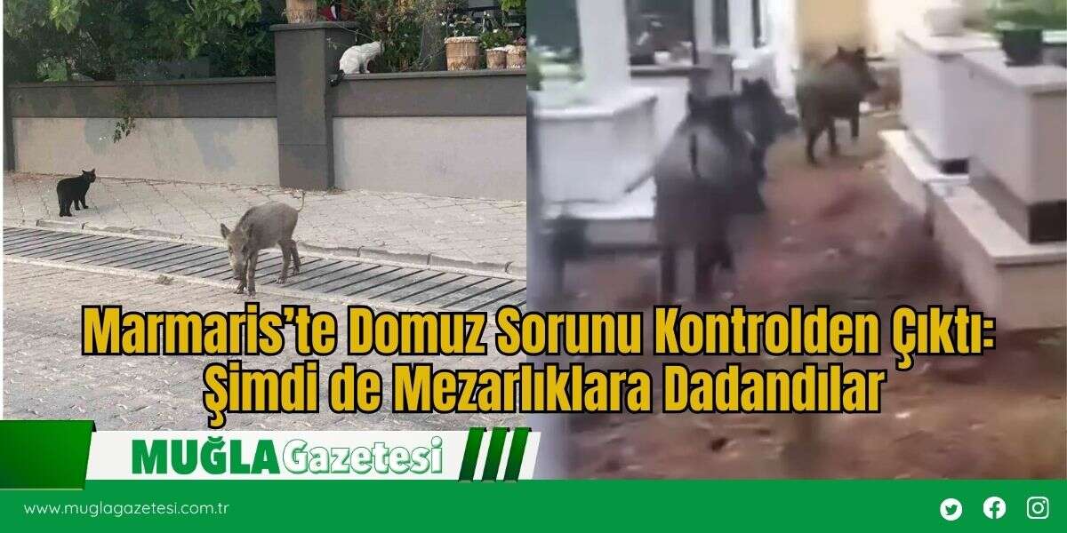 Marmaris’te Domuz Sorunu Kontrolden Çıktı: Şimdi de Mezarlıklara Dadandılar