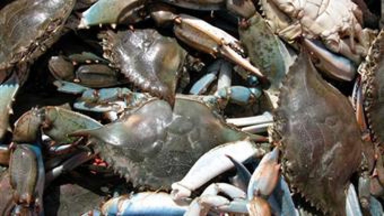 Mavi Yengeç Avcılığı Kontrolü Gerçekleşti