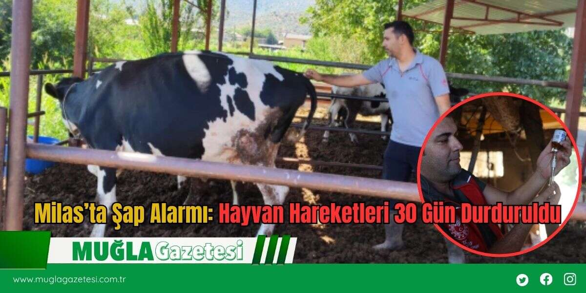 Milas’ta Şap Alarmı: Hayvan Hareketleri 30 Gün Durduruldu