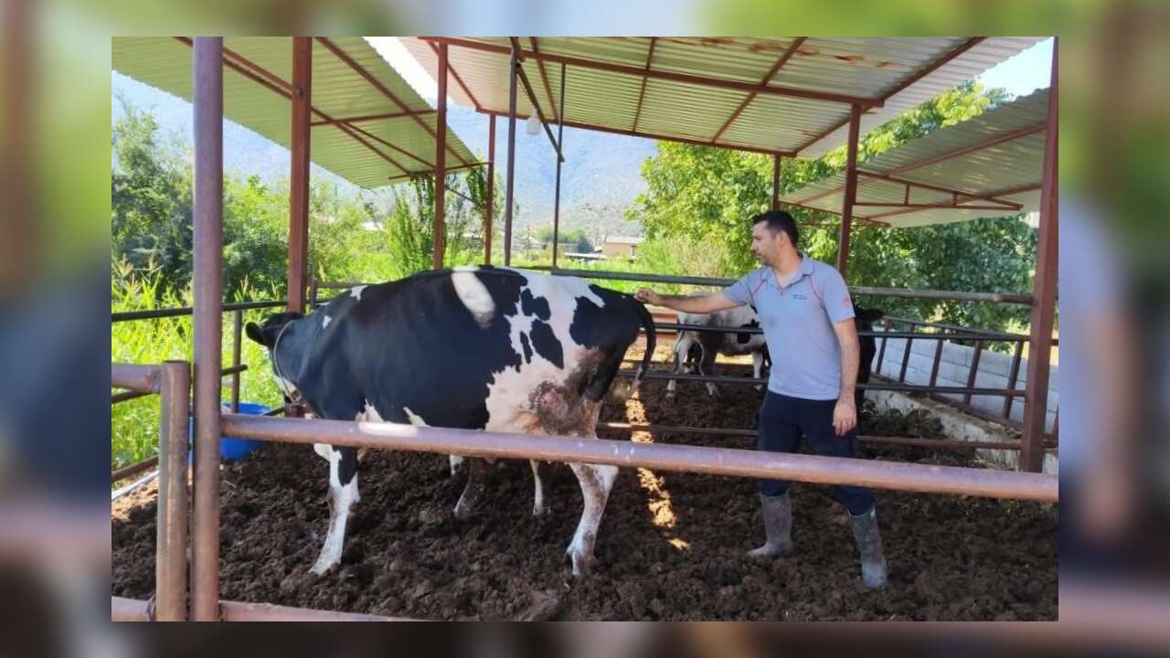 Muğla'da  "Şap Hastalığı" Nedeniyle 11 Mahalle Karantinaya Alındı