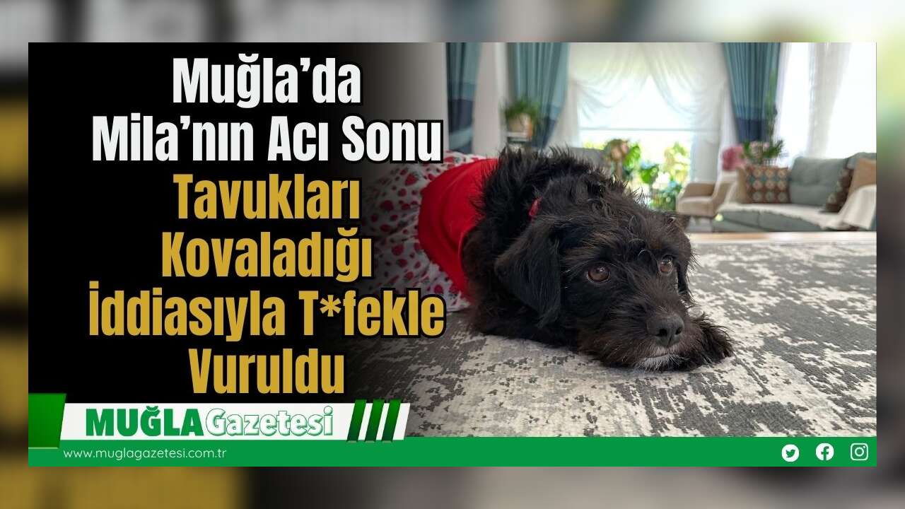 Muğla’da Mila’nın Acı Sonu: Tavukları Kovaladığı İddiasıyla T*fekle Vuruldu