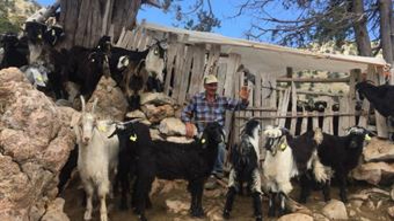 Halk Elinde Hayvan Islahı Projesi