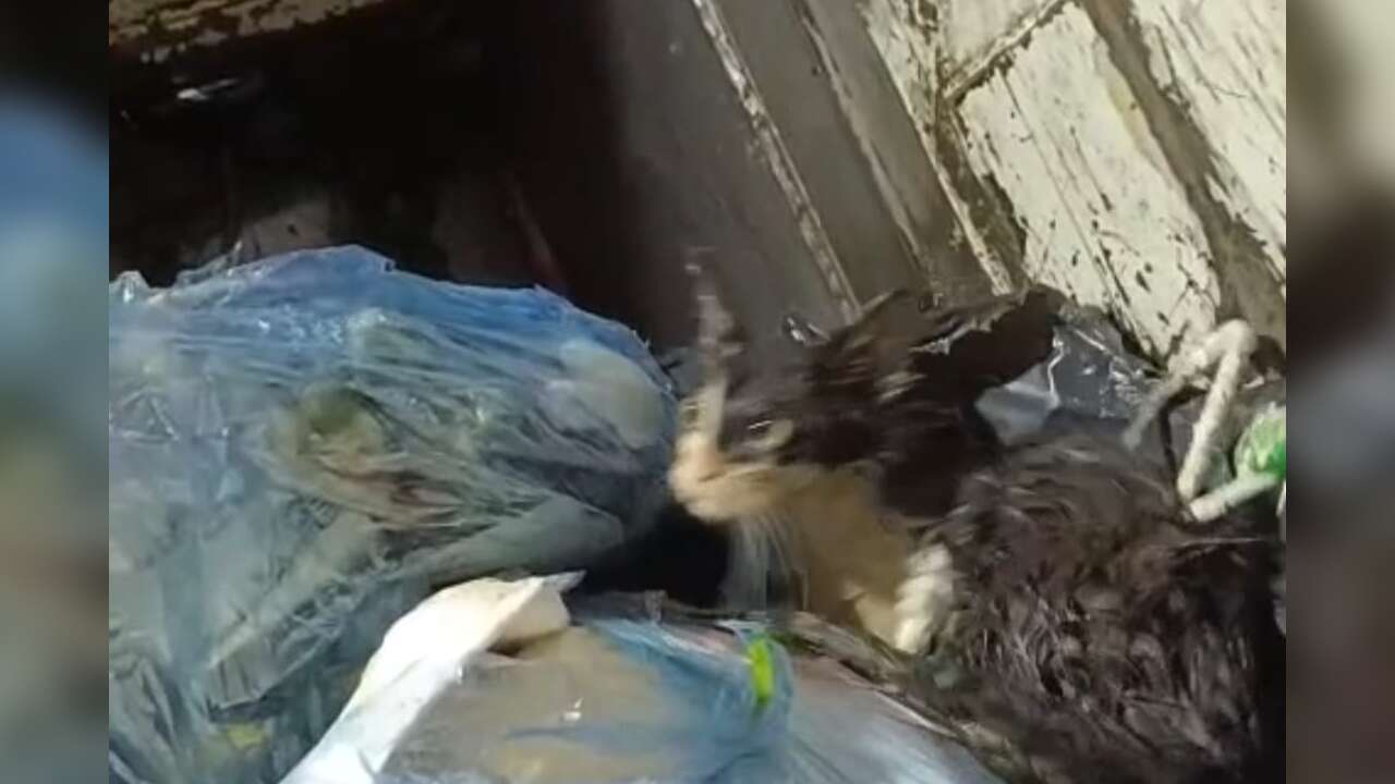 Bodrum’da Çöp Konteynerine Atılan Kedi Son Anda Kurtarıldı