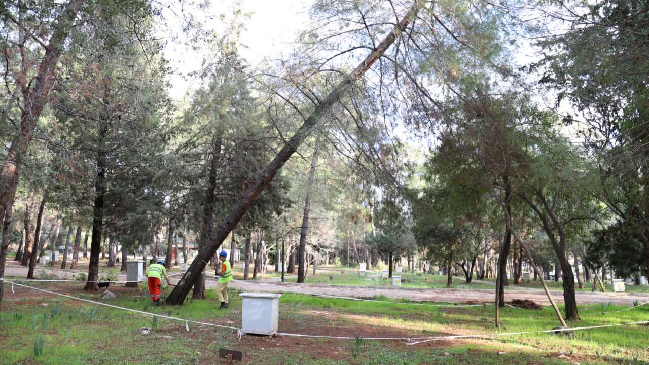 Akyaka Orman Kampı’nda 41 Ağaç Kesilecek: Orman Bölge Müdürlüğü’nden Açıklama