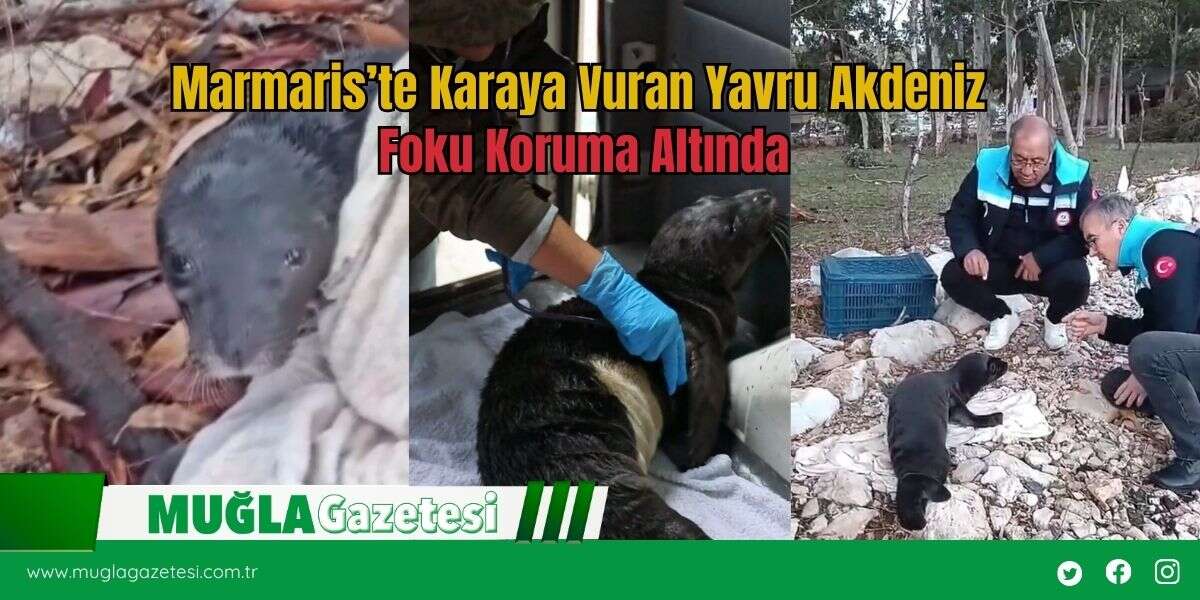 Marmaris’te Karaya Vuran Yavru Akdeniz Foku Koruma Altında