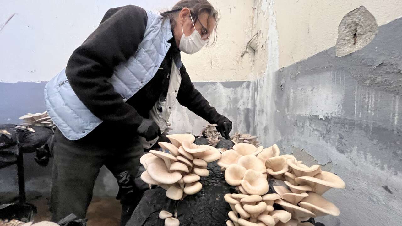 Muğla’da Öğrencilerden Mantar Projesi: Hem Öğrendiler Hem Kazandırdılar