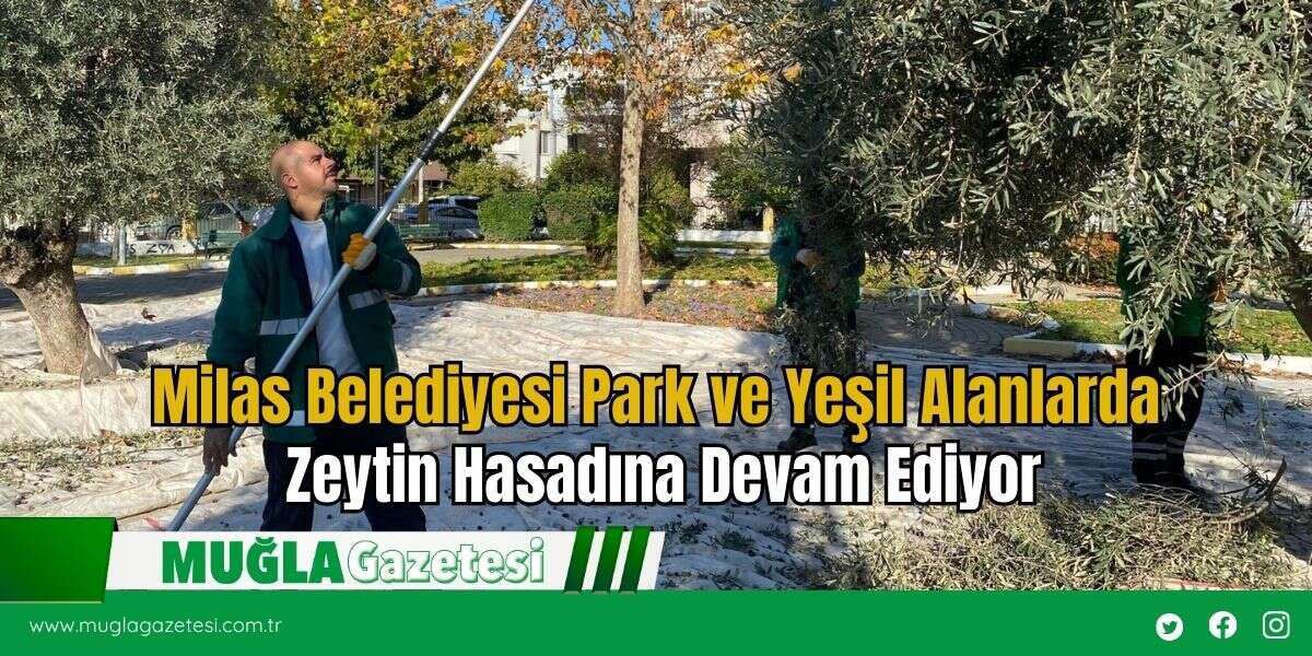 Milas Belediyesi Park ve Yeşil Alanlarda Zeytin Hasadına Devam Ediyor