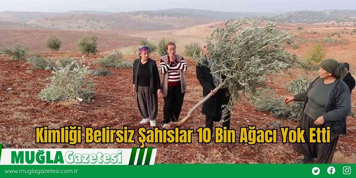 Kimliği Belirsiz Şahıslar 10 Bin Ağacı Yok Etti