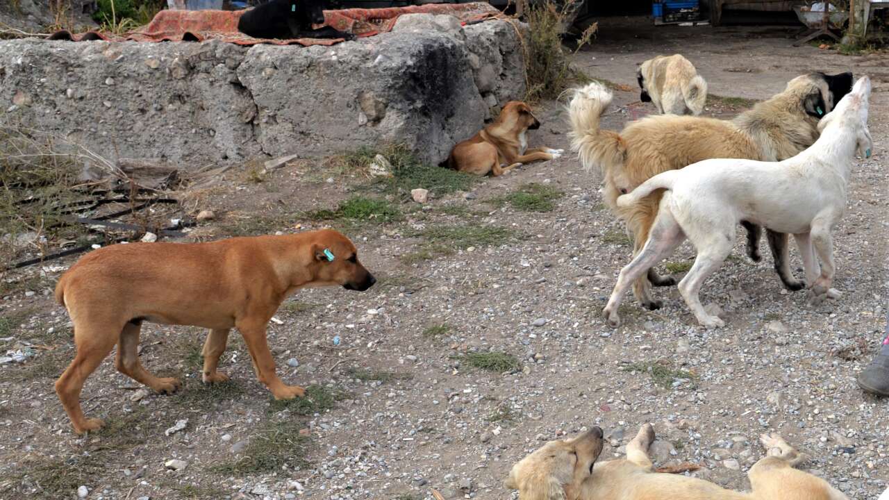 Belediye Ekiplerine Sokak Köpeği Toplama Sırasında Hakaretli Engel