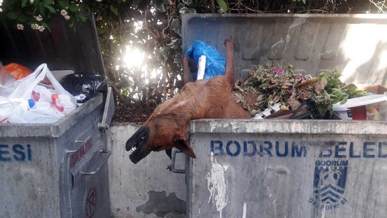 Öldürülüp çöpe atılan köpekler Bodrum’u ayağa kaldırdı
