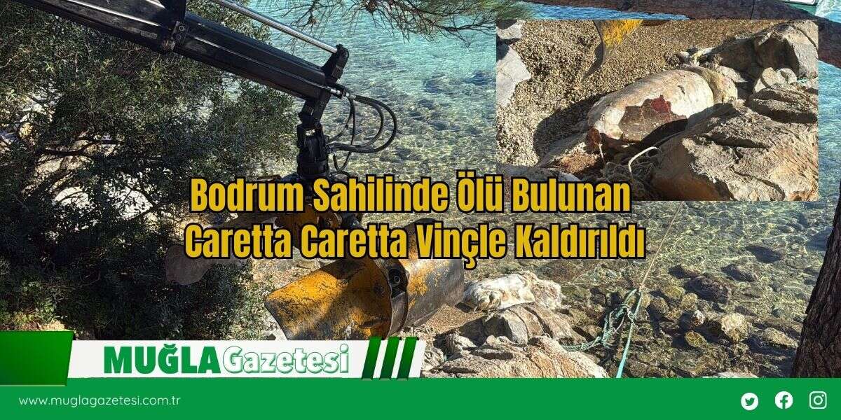 Bodrum Sahilinde Ölü Bulunan Caretta Caretta Vinçle Kaldırıldı