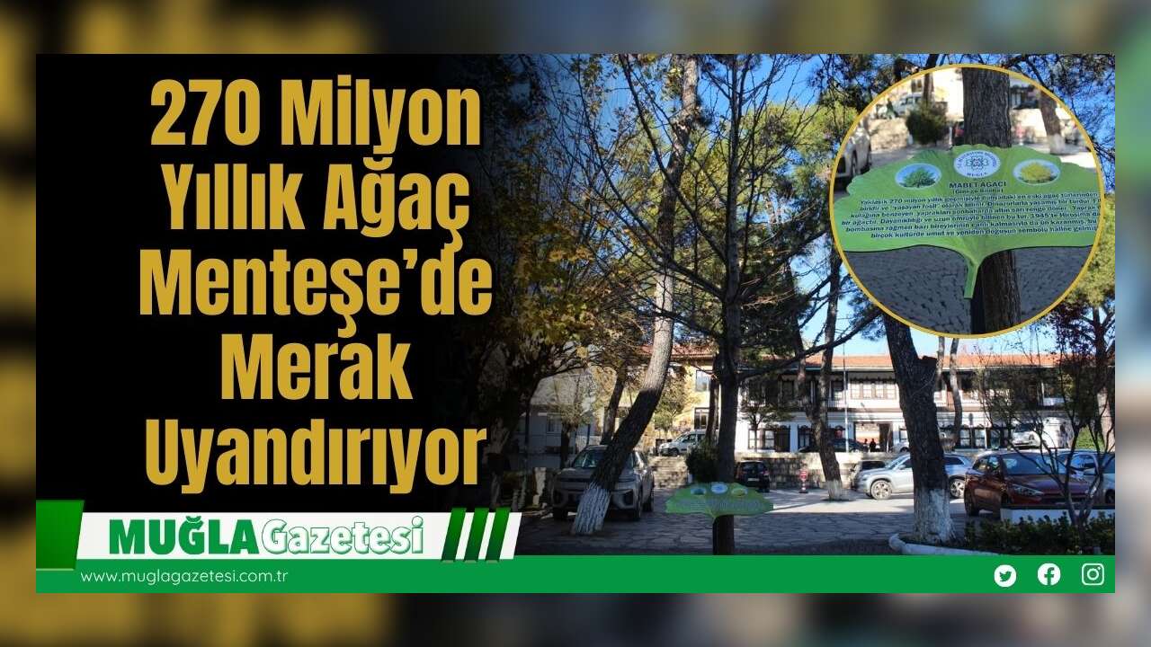 270 Milyon Yıllık Ağaç Menteşe’de Merak Uyandırıyor