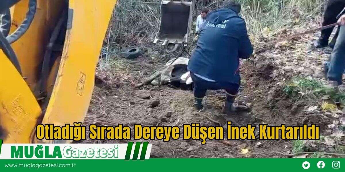Otladığı Sırada Dereye Düşen İnek Kurtarıldı