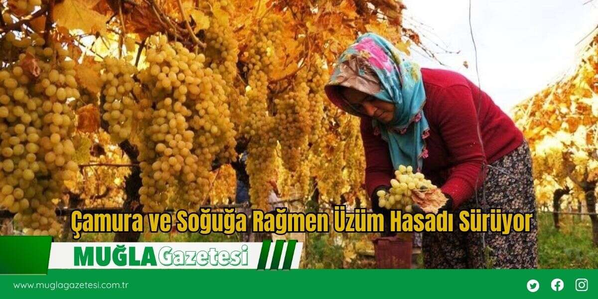Çamura ve Soğuğa Rağmen Üzüm Hasadı Sürüyor