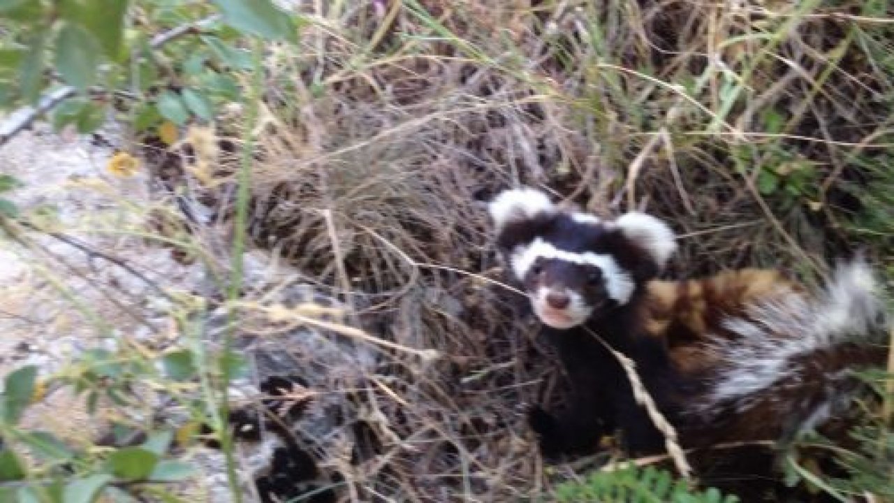 Nesli tehlikede olan alaca sansar görüntülendi