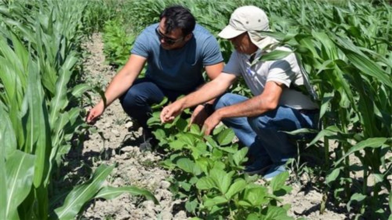Seydikemer’de Soya-Mısır Ekimi