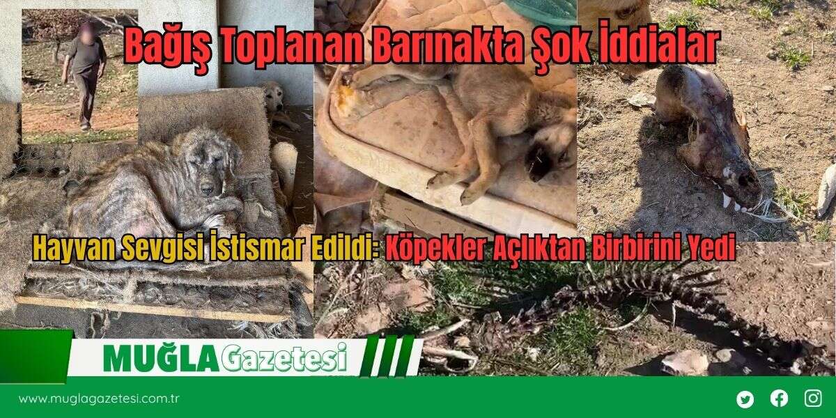 Hayvan Sevgisini İstismar Etti, Köpekler Açıktan Birbirini Yedi