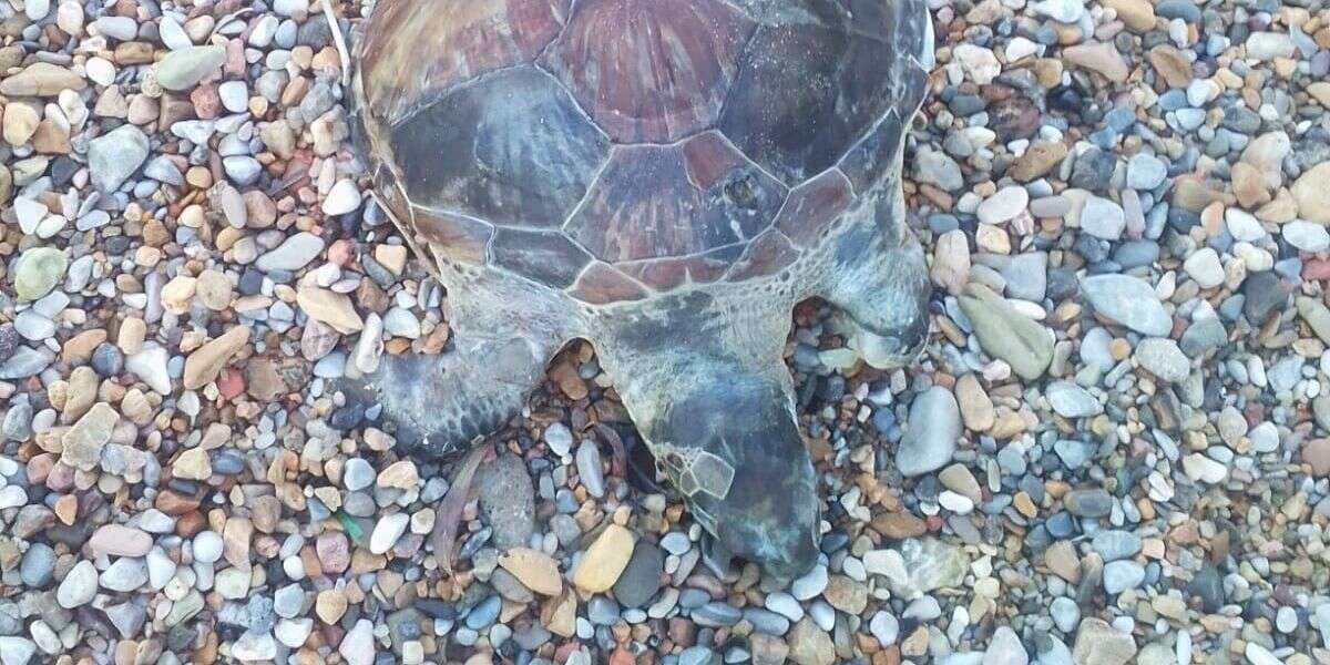 Bodrum’da Yavru Caretta Caretta Kıyıya Vurdu