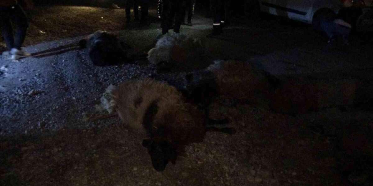 Hayvan Sürüsüne Araç Çarptı: Sürücü Yaralı, Çok Sayıda Koyun Telef