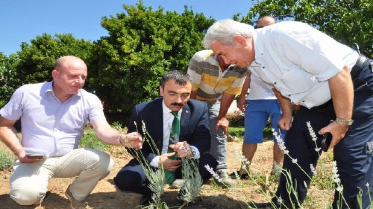 Milas’ta lavanta rüzgarı esiyor