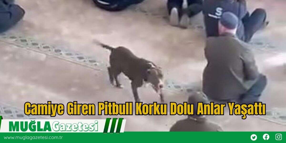 Camiye Giren Pitbull Korku Dolu Anlar Yaşattı