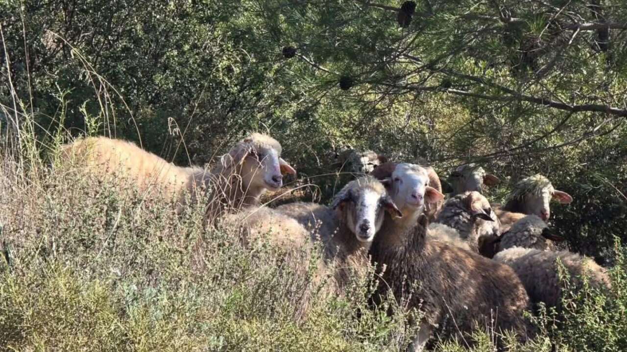 Muğla'da Kaybolan 20 Koyun Drone Destekli Arama ile Bulundu