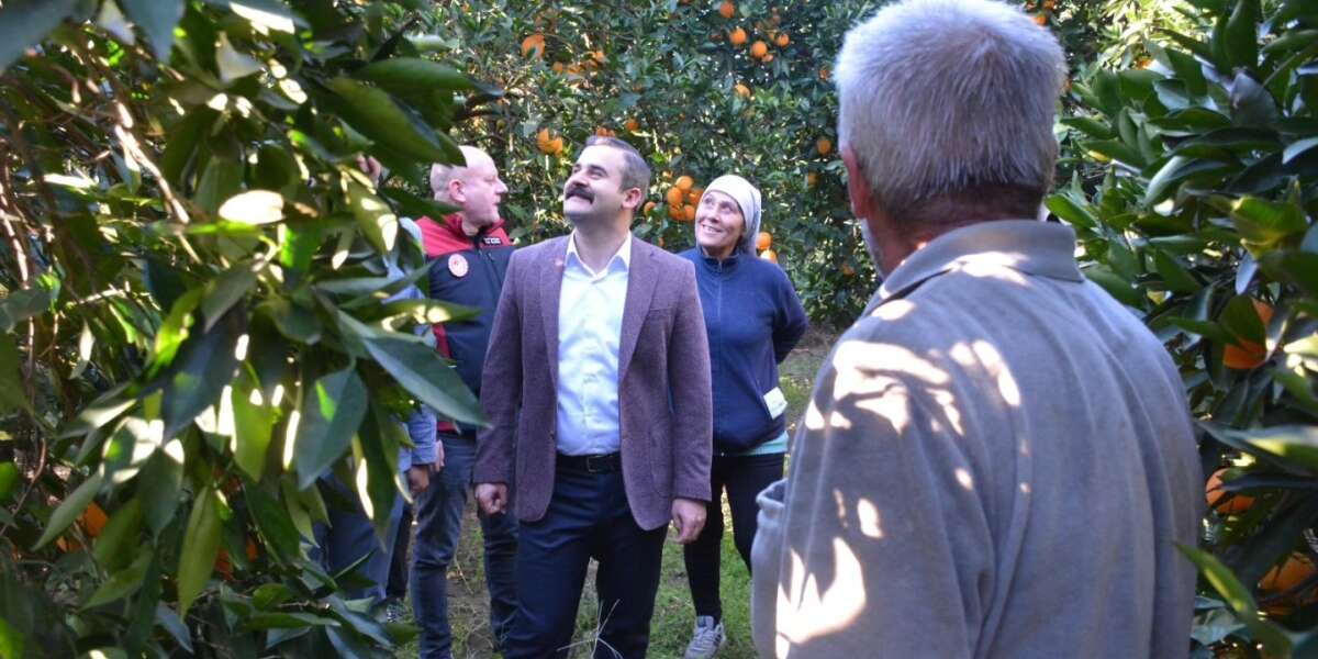 Kaymakam Kumcu Üreticilerle Birlikte Portakal Topladı