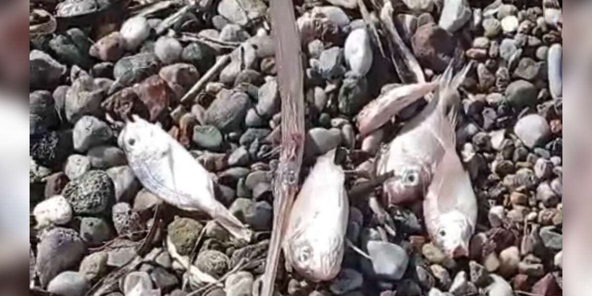 Datça’da Kıyıya Vuran Ölü Balıklar Endişe Yarattı