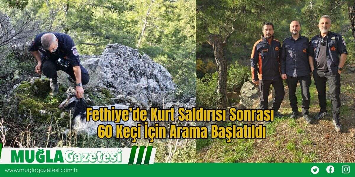 Fethiye’de Kurt Saldırısı Sonrası 60 Keçi İçin Arama Başlatıldı